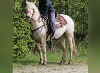 Mustang (amerikanisch), Stute, 3 Jahre, 152 cm, Palomino