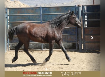 Mustang (amerikaans), Merrie, 4 Jaar, 147 cm, Bruin