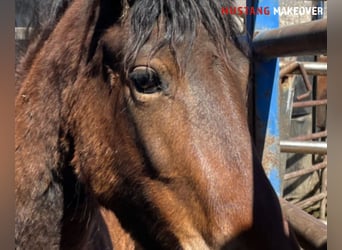 Mustang (amerikaans), Merrie, 4 Jaar, 153 cm, Bruin