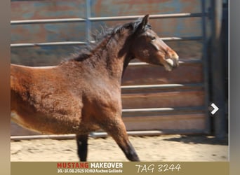 Mustang (amerikaans), Merrie, 4 Jaar, 153 cm, Bruin