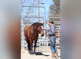 Mustang (amerikaans), Merrie, 5 Jaar, 143 cm, Bruin