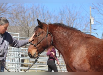 Mustang (amerikaans), Merrie, 5 Jaar, 143 cm, Bruin