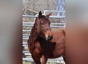 Mustang (amerikaans), Merrie, 5 Jaar, 143 cm, Bruin