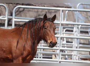 Mustang (amerikaans), Merrie, 5 Jaar, 143 cm, Bruin