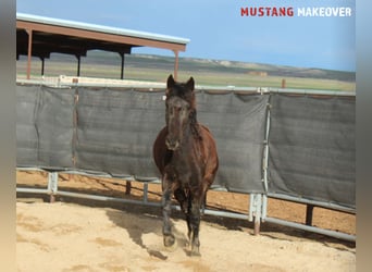 Mustang (amerikaans), Merrie, 5 Jaar, 145 cm, Zwart