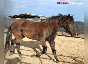 Mustang (amerikaans), Merrie, 5 Jaar, 145 cm, Zwart