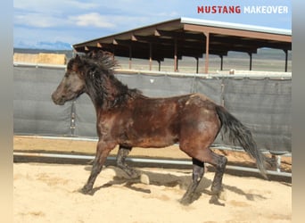 Mustang (amerikaans), Merrie, 5 Jaar, 145 cm, Zwart