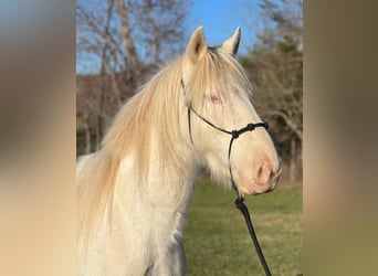 Mustang (amerikanisch), Stute, 5 Jahre, 148 cm, Cremello