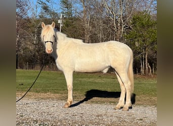 Mustang (amerikanisch), Stute, 5 Jahre, 148 cm, Cremello