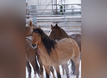 Mustang (amerikaans), Merrie, 6 Jaar, 145 cm, Falbe