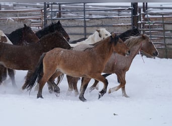 Mustang (amerikaans), Merrie, 6 Jaar, 145 cm, Falbe