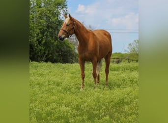 Mustang (amerikaans), Merrie, 6 Jaar, 147 cm, Palomino