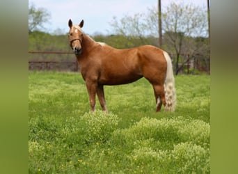 Mustang (amerikaans), Merrie, 6 Jaar, 147 cm, Palomino