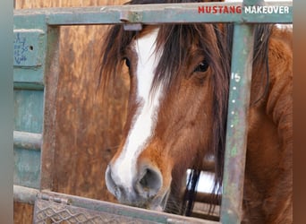 Mustang (amerikaans), Merrie, 6 Jaar, 152 cm, Falbe