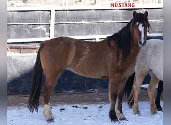 Mustang (amerikaans), Merrie, 6 Jaar, 152 cm, Falbe