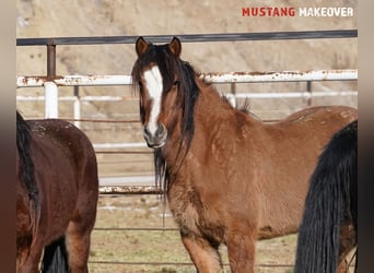 Mustang (amerikaans), Merrie, 6 Jaar, 152 cm, Falbe