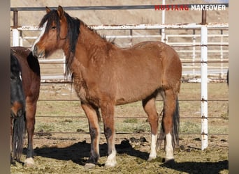 Mustang (amerikaans), Merrie, 6 Jaar, 152 cm, Falbe