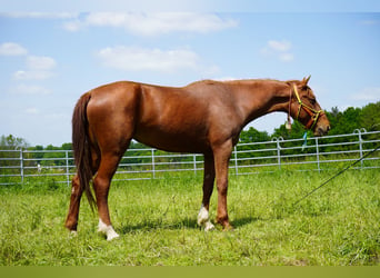 Mustang (amerikaans), Merrie, 6 Jaar, 154 cm, Vos