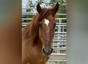 Mustang (amerikaans), Merrie, 7 Jaar, 145 cm, Vos