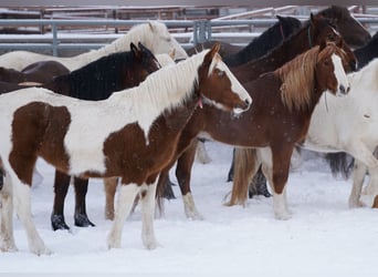 Mustang (amerikaans), Merrie, 7 Jaar, 147 cm, Gevlekt-paard