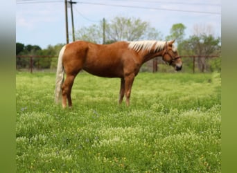 Mustang (amerikaans), Merrie, 7 Jaar, 147 cm, Palomino