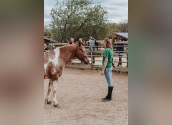 Mustang (amerikaans), Merrie, 7 Jaar, 149 cm, Gevlekt-paard