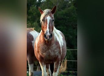 Mustang (amerikaans), Merrie, 7 Jaar, 149 cm, Gevlekt-paard