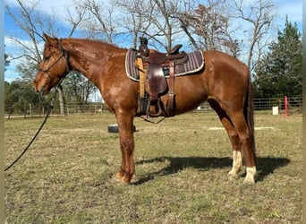 Mustang (amerikaans), Merrie, 8 Jaar, 145 cm, Vos