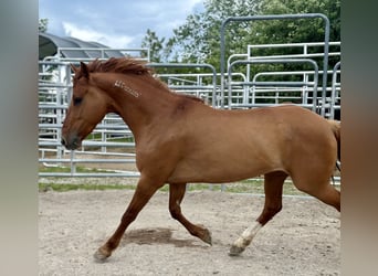 Mustang (amerikaans), Merrie, 8 Jaar, 145 cm, Vos