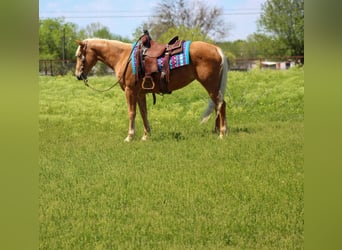 Mustang (amerikaans), Merrie, 8 Jaar, 147 cm, Palomino