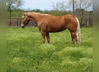 Mustang (amerikaans), Merrie, 8 Jaar, 147 cm, Palomino