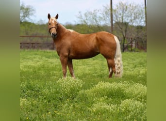 Mustang (amerikaans), Merrie, 8 Jaar, 147 cm, Palomino