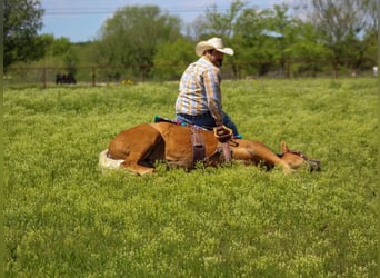 Mustang (amerikaans), Merrie, 8 Jaar, 147 cm, Palomino