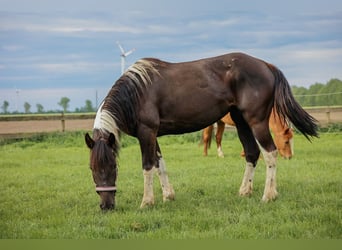Mustang (amerikaans), Merrie, 8 Jaar, 150 cm, Tobiano-alle-kleuren