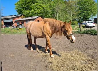 Mustang (amerikaans), Merrie, 8 Jaar, 155 cm, Red Dun