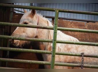 Mustang (amerikaans), Merrie, 9 Jaar, 147 cm, Palomino