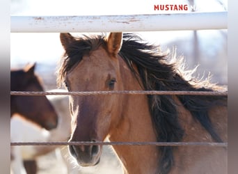 Mustang (amerikaans), Merrie, 9 Jaar, 149 cm, Falbe