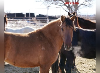 Mustang (amerikaans), Merrie, 9 Jaar, 149 cm, Falbe