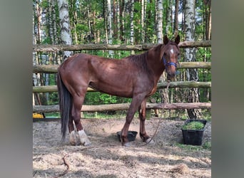 Mustang (amerikaans), Merrie, 9 Jaar, 155 cm, Donkere-vos