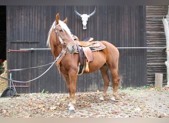 Mustang (amerikaans), Merrie, 9 Jaar, 155 cm, Palomino