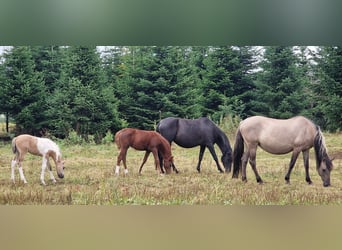 Mustang (amerikaans), Merrie, veulen (08/2024), 155 cm, Grullo