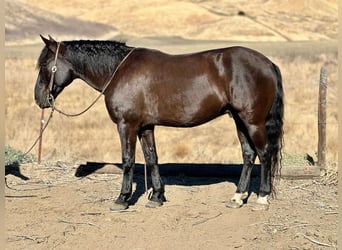 Mustang (amerikaans), Ruin, 10 Jaar, 147 cm, Zwart