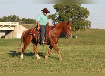 Mustang (amerikaans), Ruin, 10 Jaar, 155 cm, Roodvos