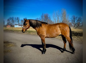 Mustang (amerikaans), Ruin, 13 Jaar, 157 cm, Falbe