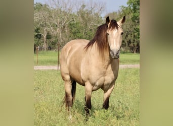 Mustang (amerikaans), Ruin, 14 Jaar, 150 cm, Buckskin