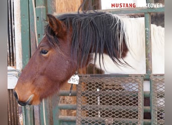 Mustang (amerikaans), Ruin, 4 Jaar, 149 cm, Gevlekt-paard