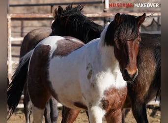 Mustang (amerikaans), Ruin, 4 Jaar, 149 cm, Gevlekt-paard