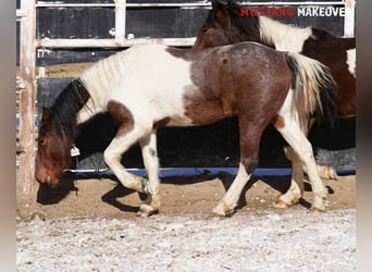 Mustang (amerikaans), Ruin, 4 Jaar, 149 cm, Gevlekt-paard