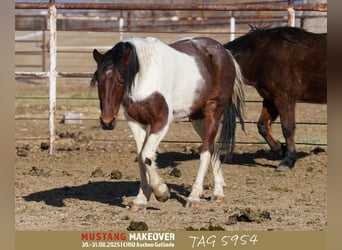 Mustang (amerikaans), Ruin, 4 Jaar, 149 cm, Gevlekt-paard