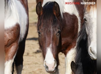 Mustang (amerikaans), Ruin, 4 Jaar, 153 cm, Gevlekt-paard